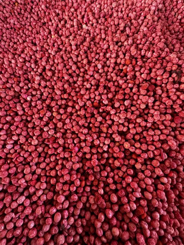 Обработка гороха перед посевом