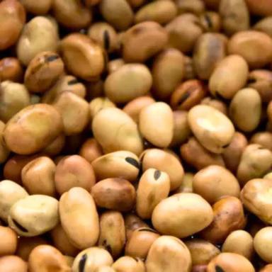 Бобы кормовые Футура ГСА, раннеспелый сорт (ЭС)