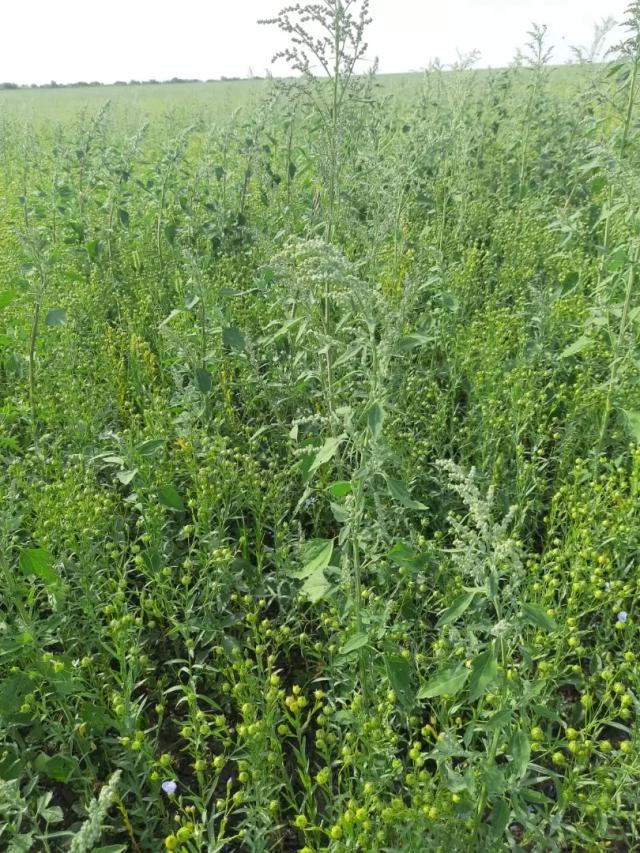 Вопросы из чатов: что за сорняк?