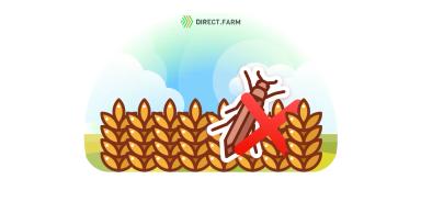 Пшеничный трипс – меры борьбы