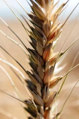 Пшеница яровая Корнетто