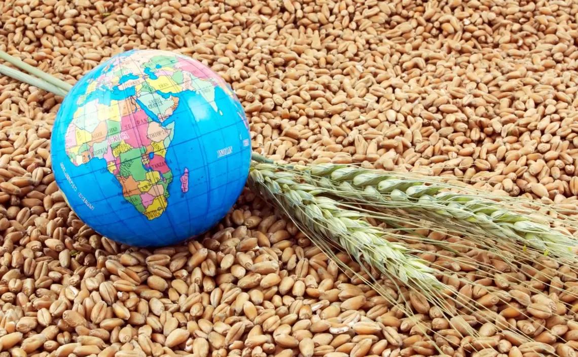 FАО повысила прогноз мирового производства зерновых культур в этом сезоне