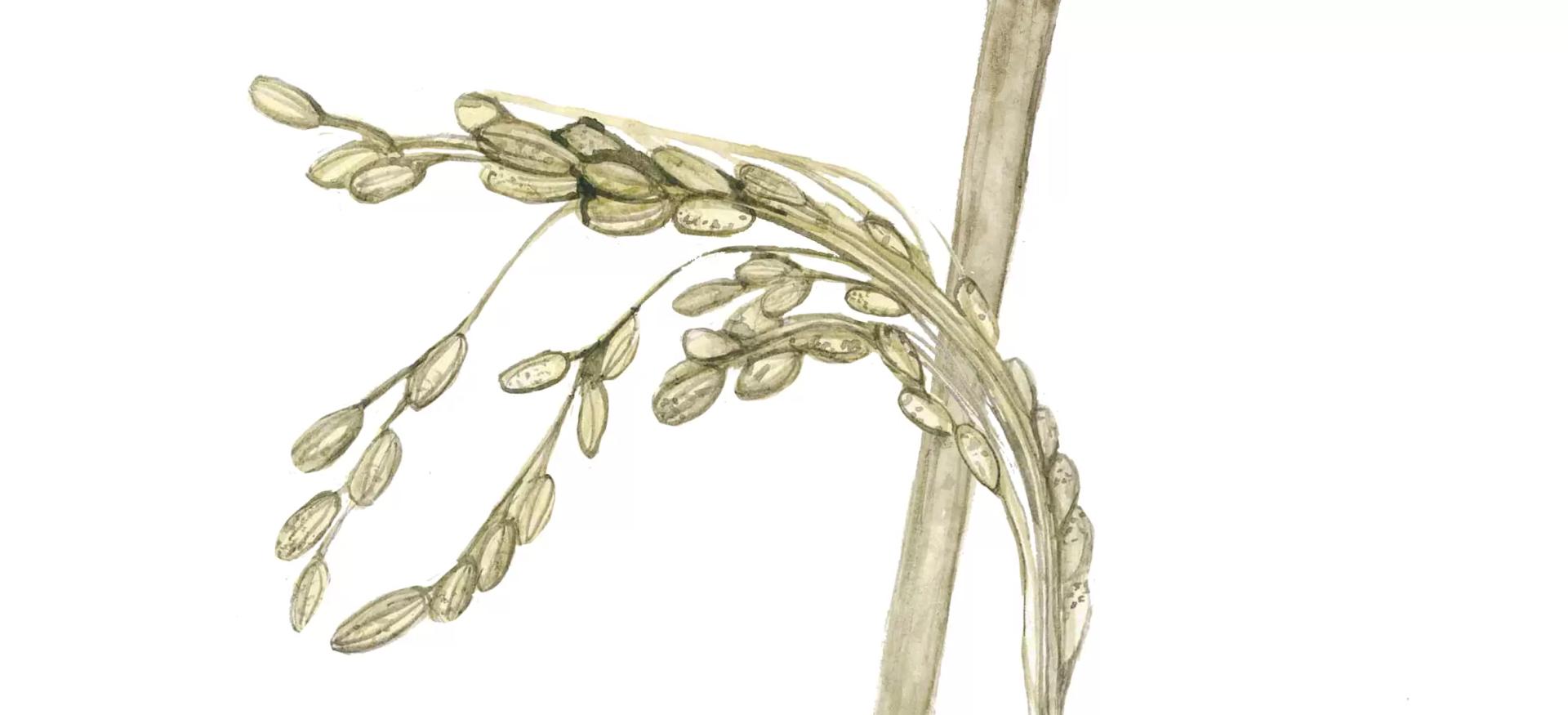 Фузариоз риса