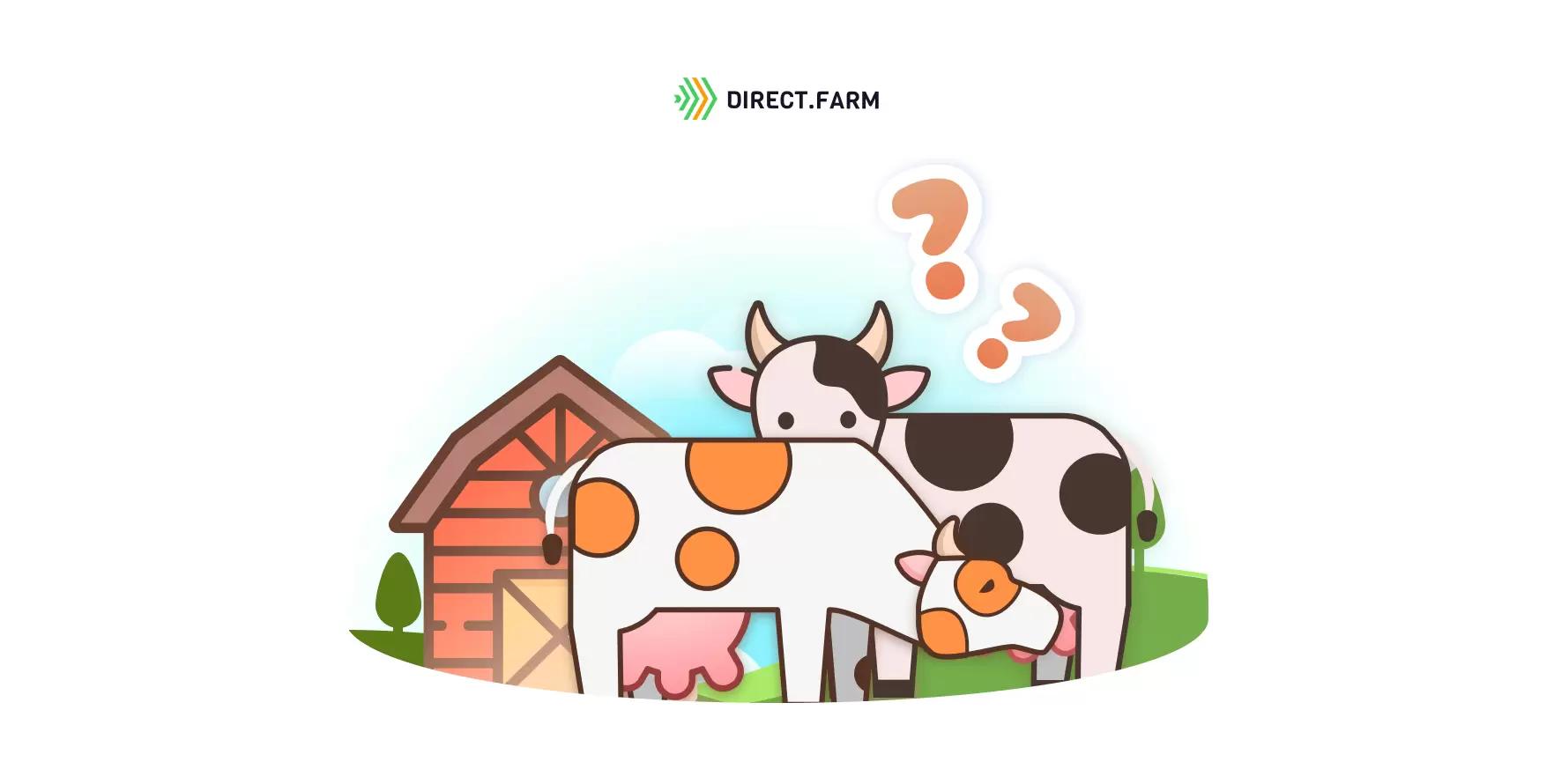 Как отучить корову сосать молоко?