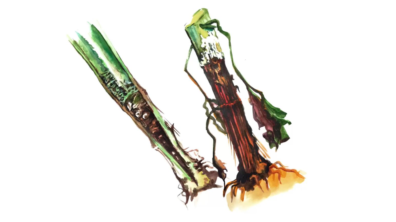 Белая гниль подсолнечника