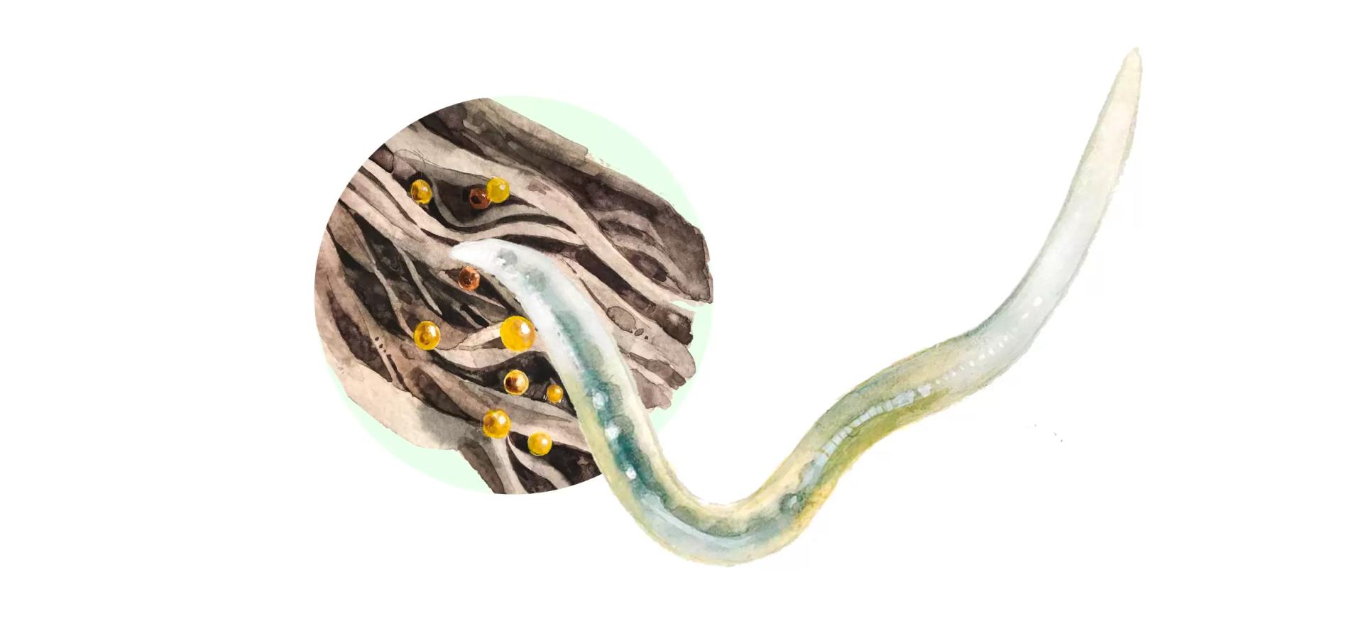 Северная галловая нематода