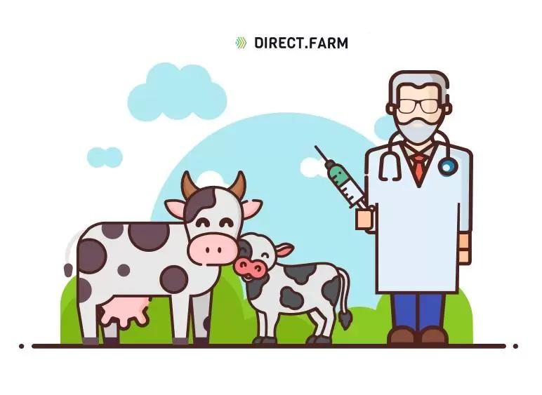 Профилактические мероприятия для новотельных коров