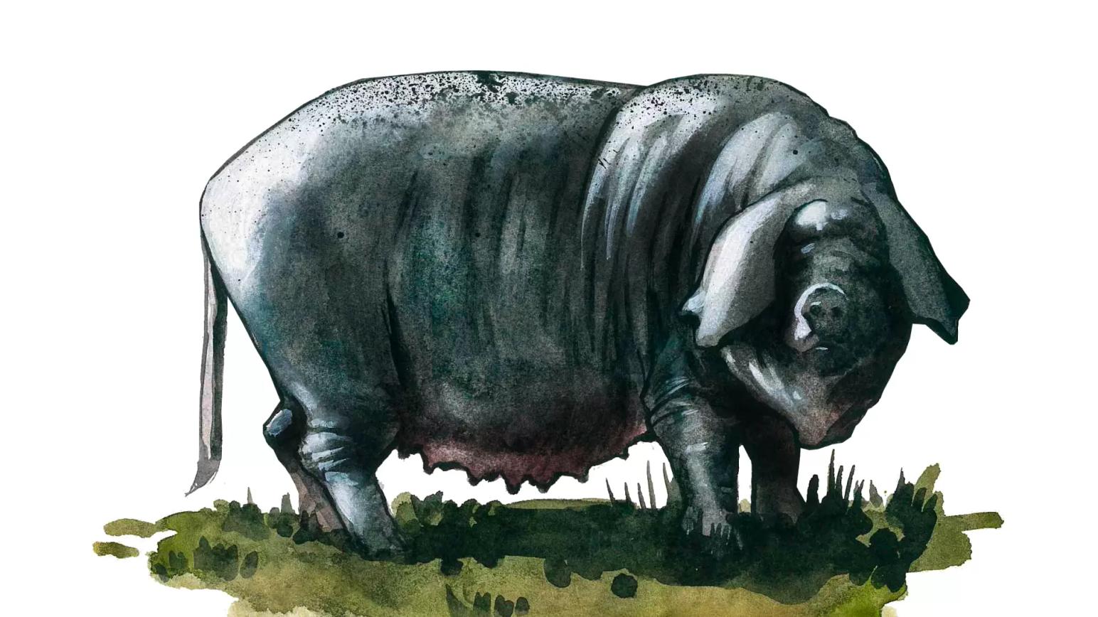 Мейшан – порода свиней