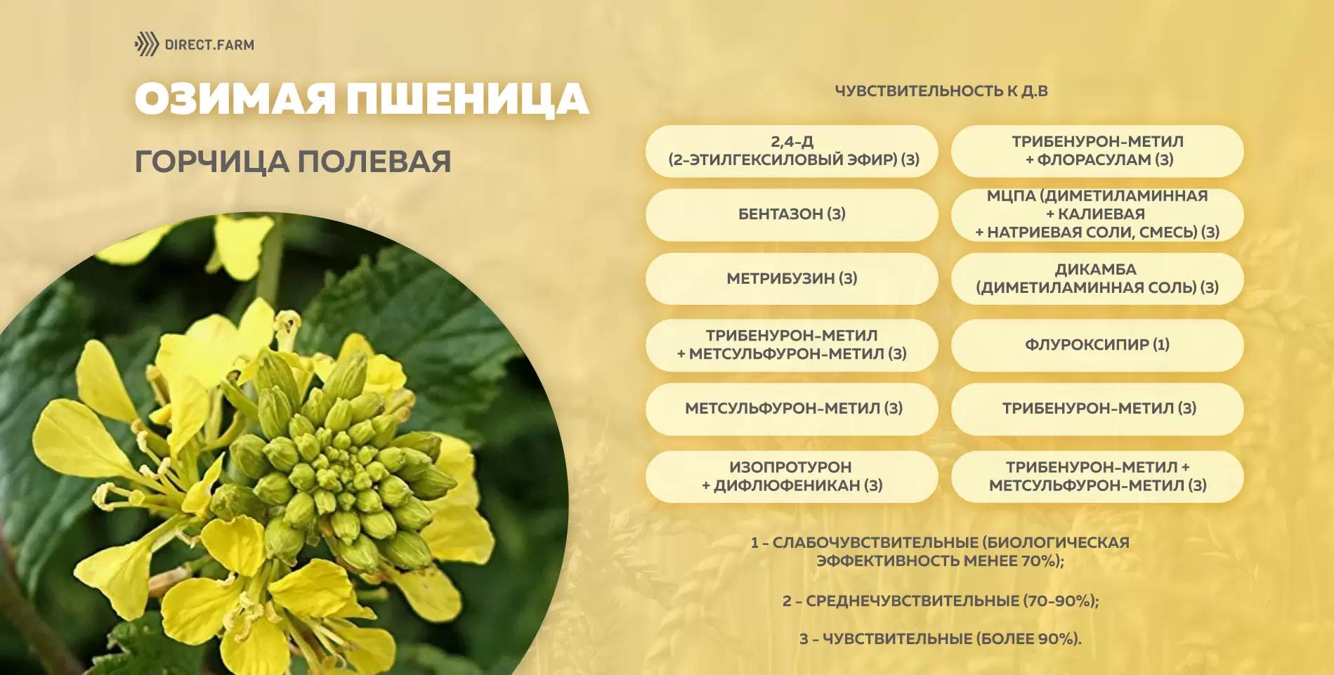Шпаргалка чувствительности горчицы полевой к д.в. гербицидов