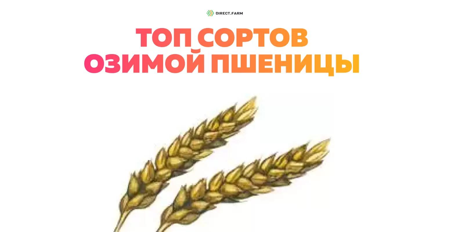 Топ сортов озимой пшеницы