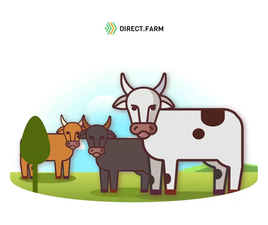 Как подготовить пастбище для мясного скота?