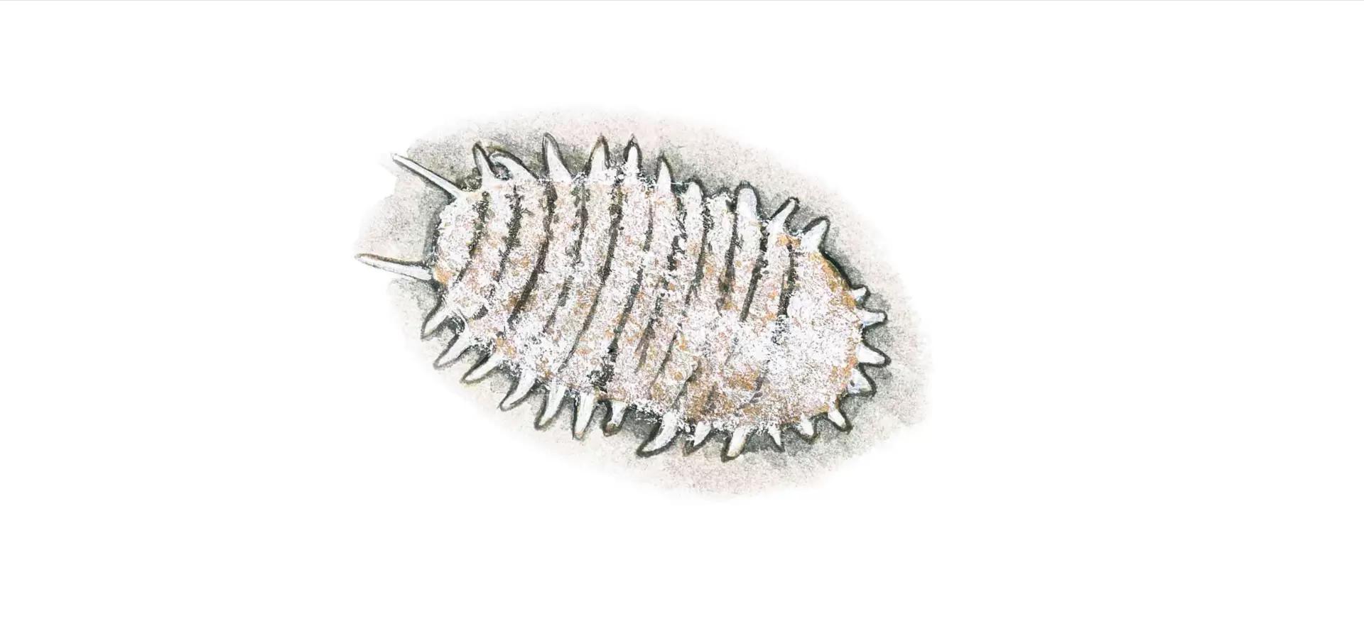 Виноградный мучнистый червец