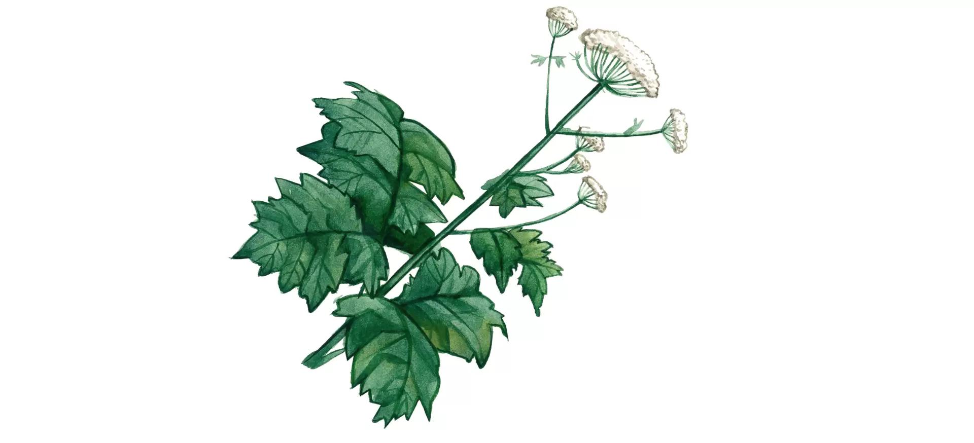 Борщевик Сосновского