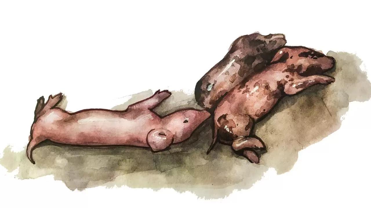 Парвовирус (ПВСИ) свиней