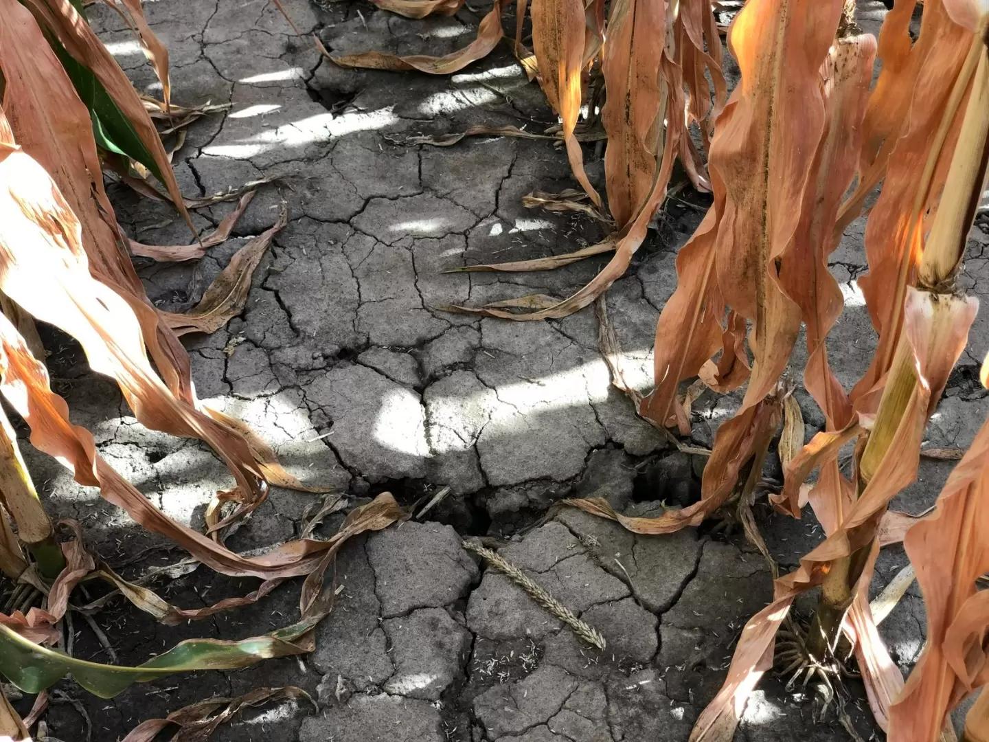 В Европе увядает кукуруза и дорожает рапс