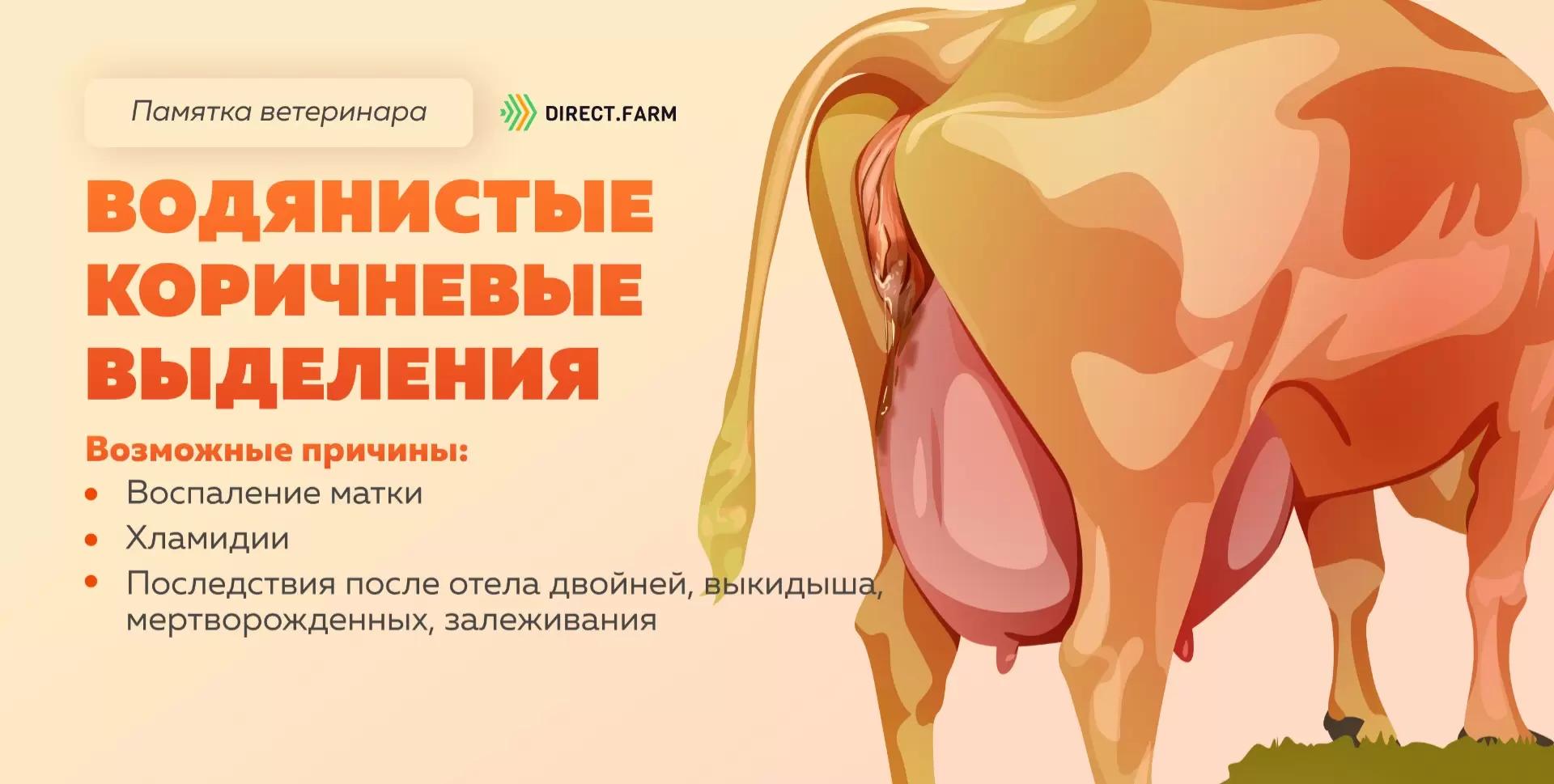 Памятка ветеринара: водянистые коричневые выделения у коровы