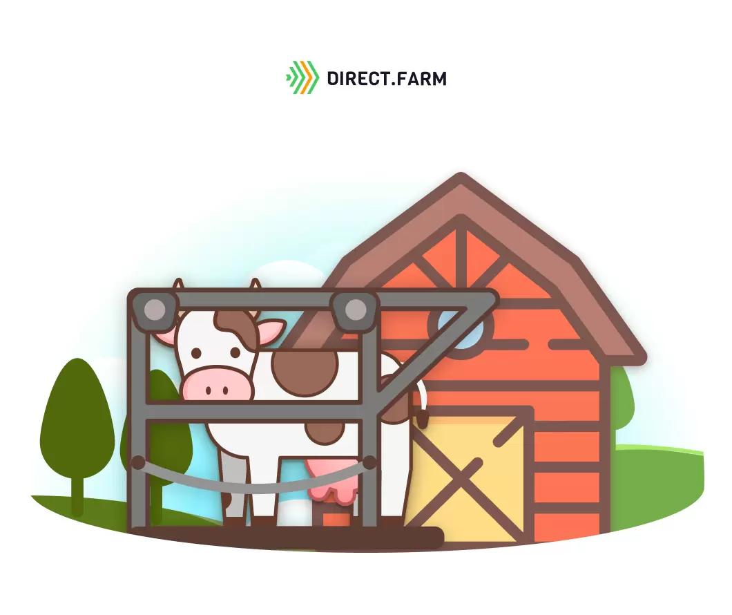 Как организовать стационарную зону для обрезки копыт у коров?