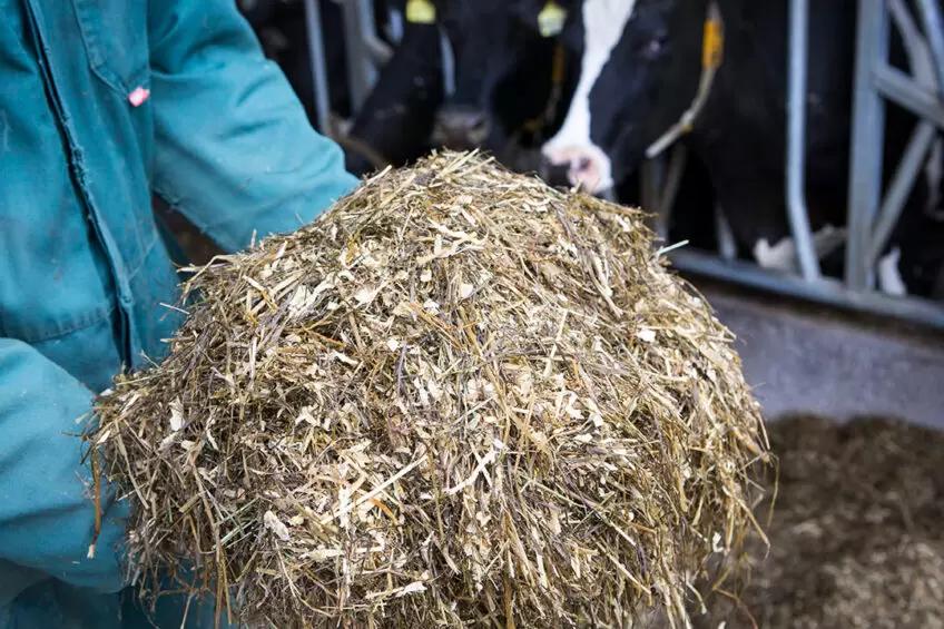 Микотоксины в кормах в молочном скотоводстве
