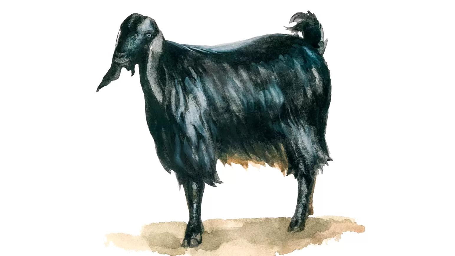 Анатолийская черная порода коз