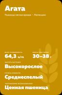 Агата пшеницы яровая
