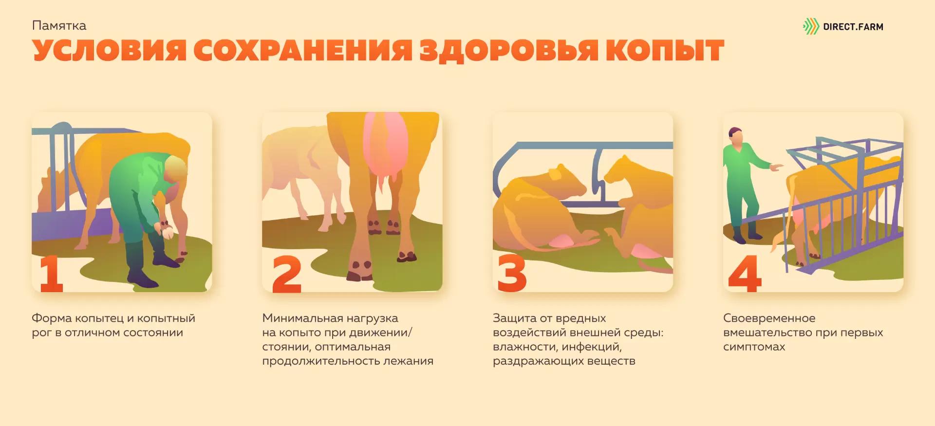 Памятка "Условия сохранения здоровья копыт"