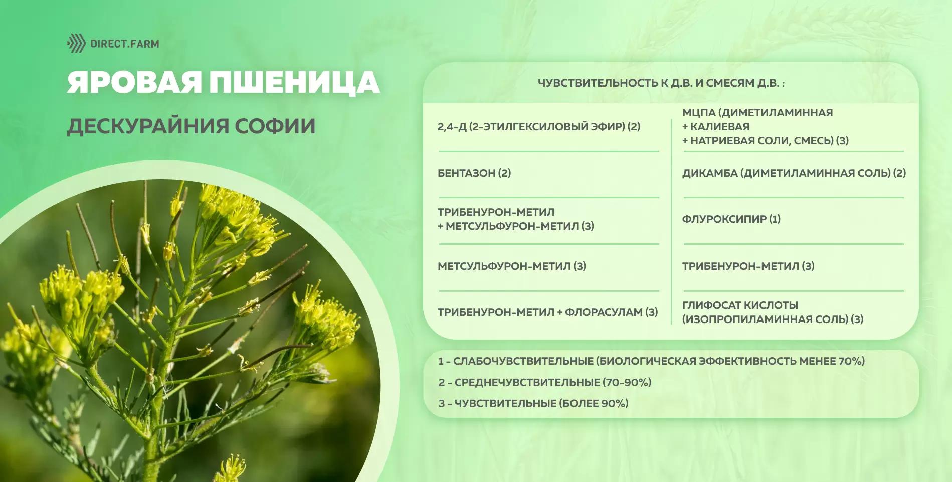 Шпаргалка чувствительности дескурайнии Софии к д.в. гербицидов