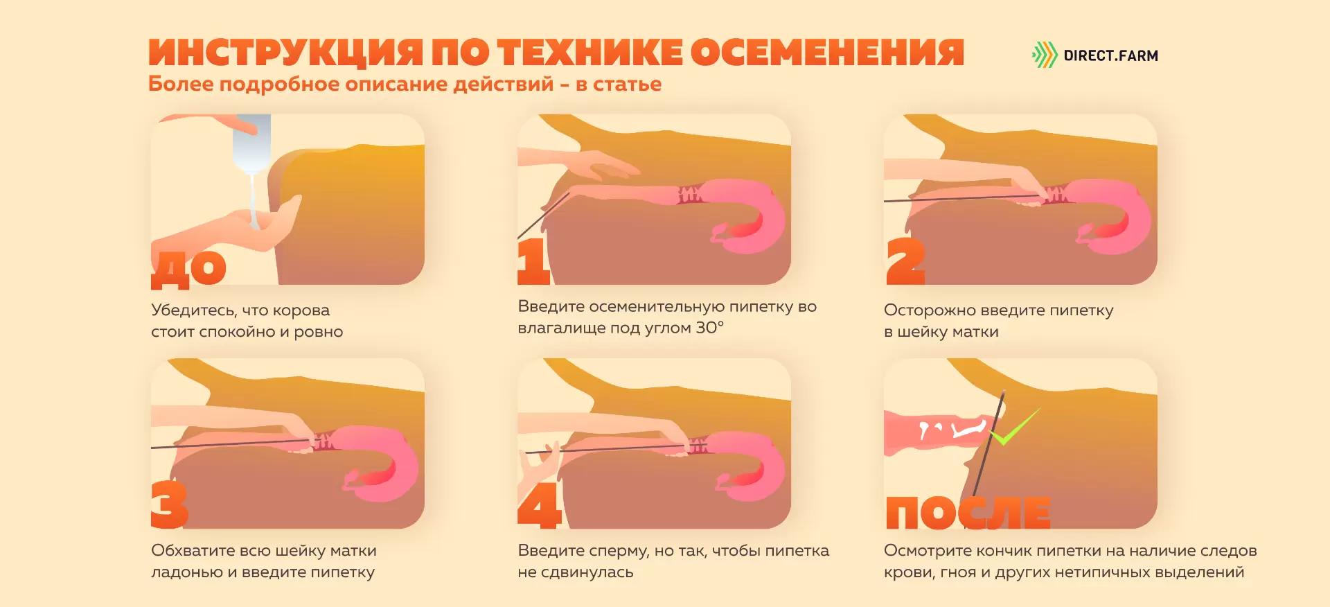 Инструкция по технике осеменения коров