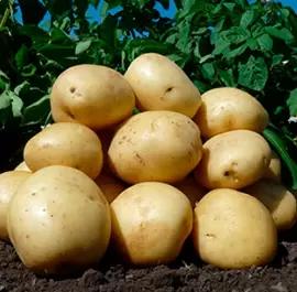 Продаем семенной картофель сорт Аризона оптом от 3000кг от производителя