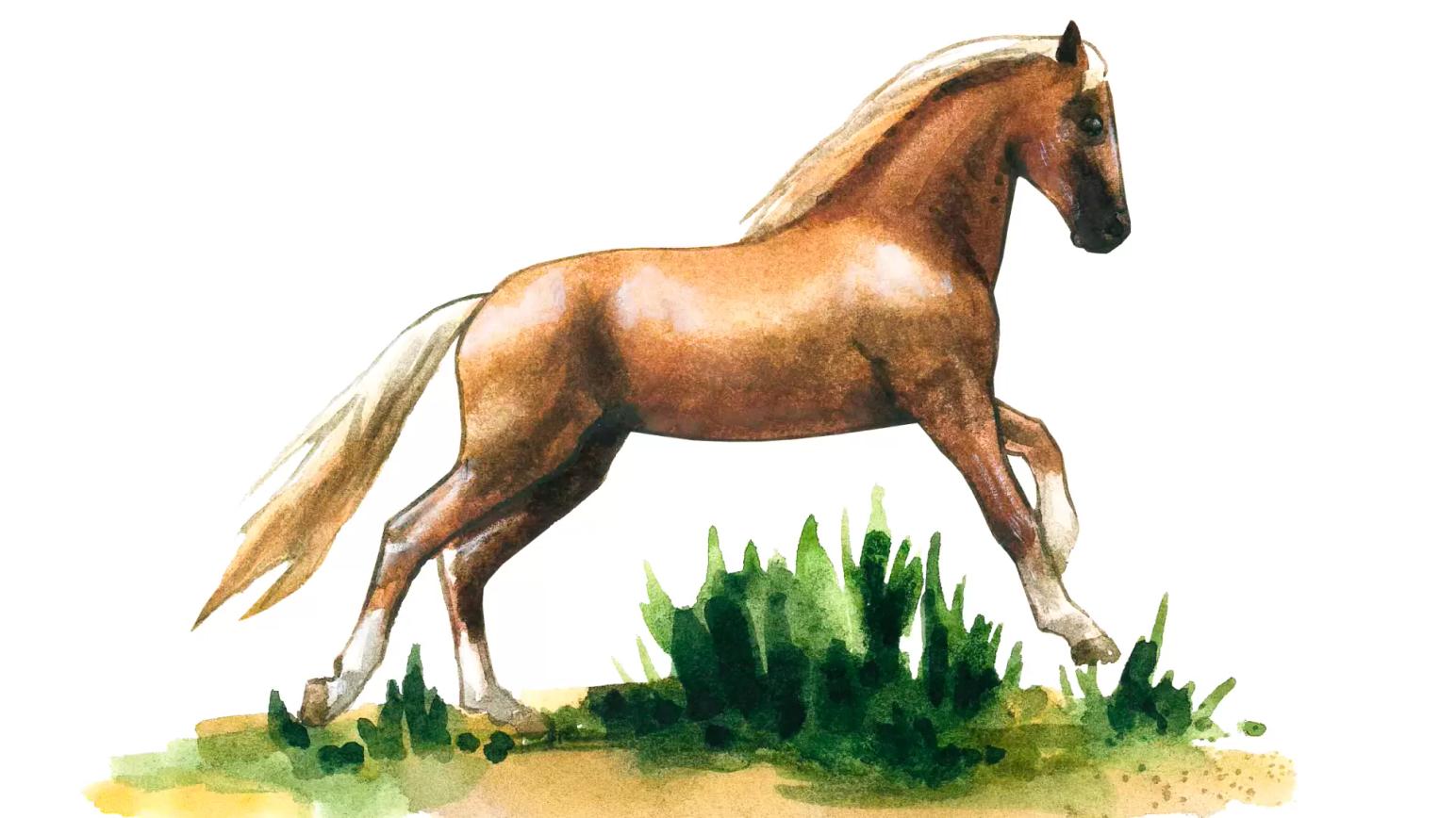 Торийская порода лошадей