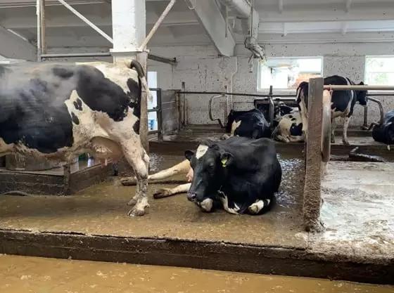 Животноводство России отдано в руки строителей