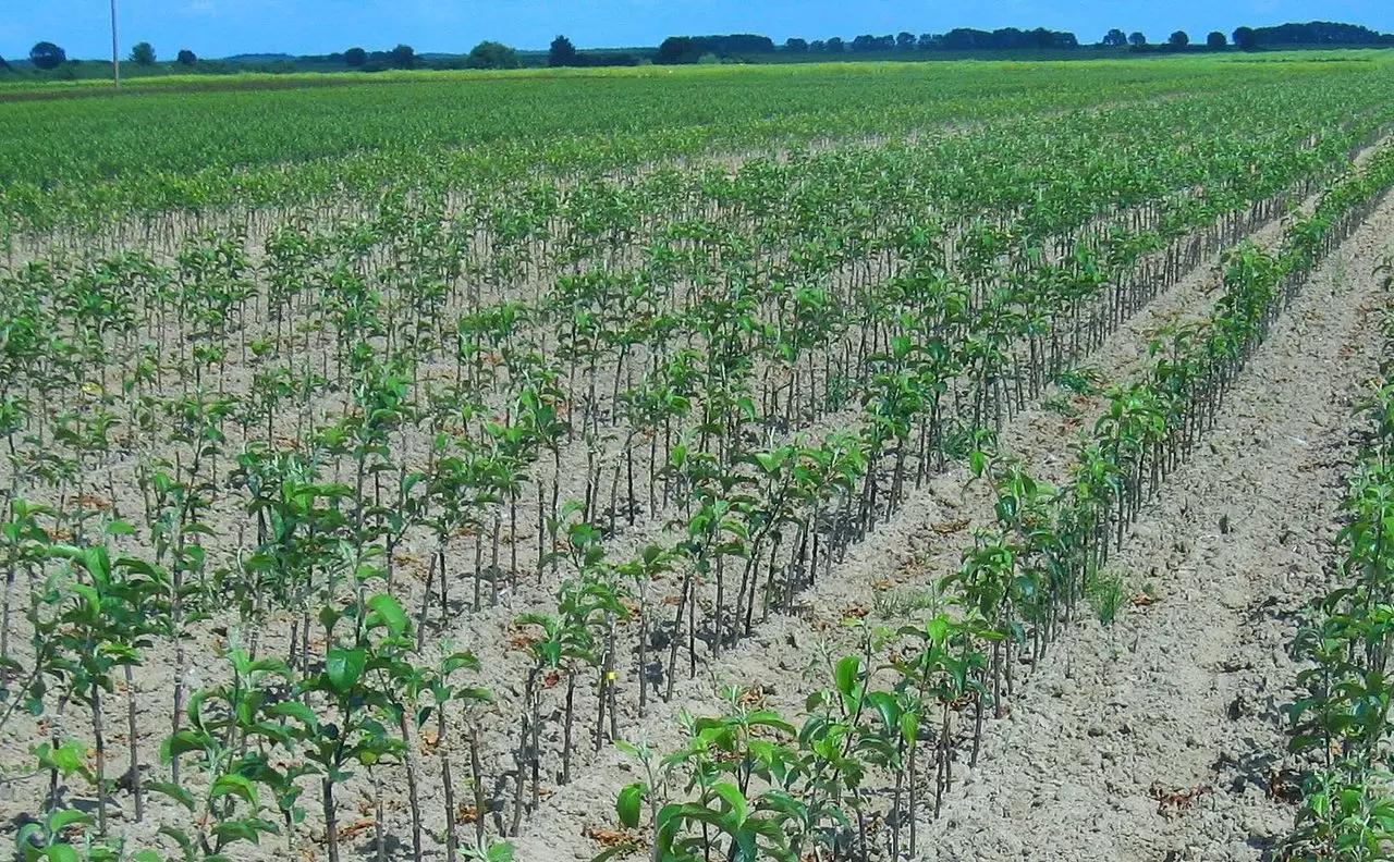 Об ассортименте подвоев яблони