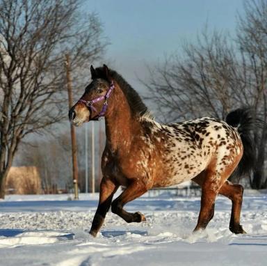 Алтайская (ойротская) порода лошадей