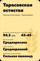 Тарасовская остистая сорт озимой пшеницы