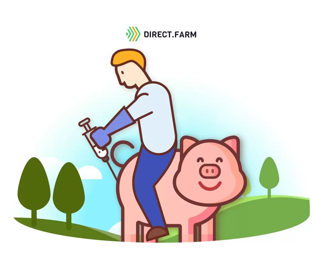 Протокол осеменения свиней