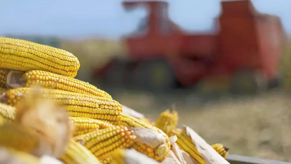 Импорт некоторых семян кукурузы и подсолнечника запрещён с 5 мая