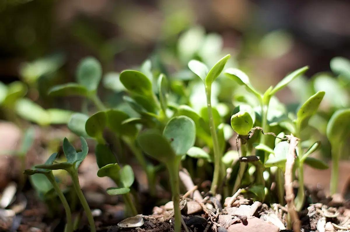 Российские био-модифицированные удобрения повысят урожайность до 30%