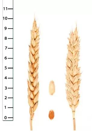 Стан сорт мягкой озимой пшеницы
