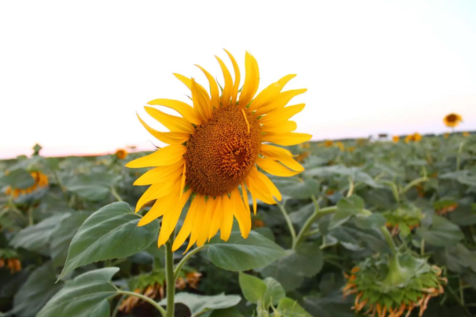 Экспресс подсолнечник. Сравнение трёх гибридов.