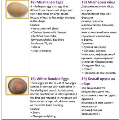 Дефекты яйца и их причины