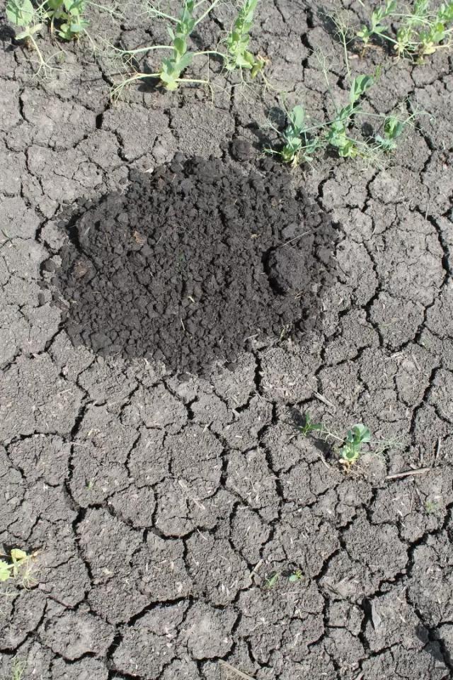 Глобальное потепление – влияние на рост культур и здоровье почв