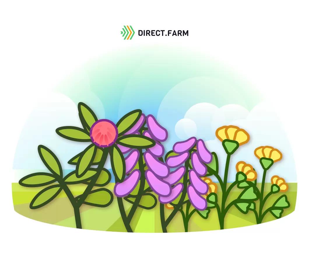 Выбор кормовой культуры для кислых почв