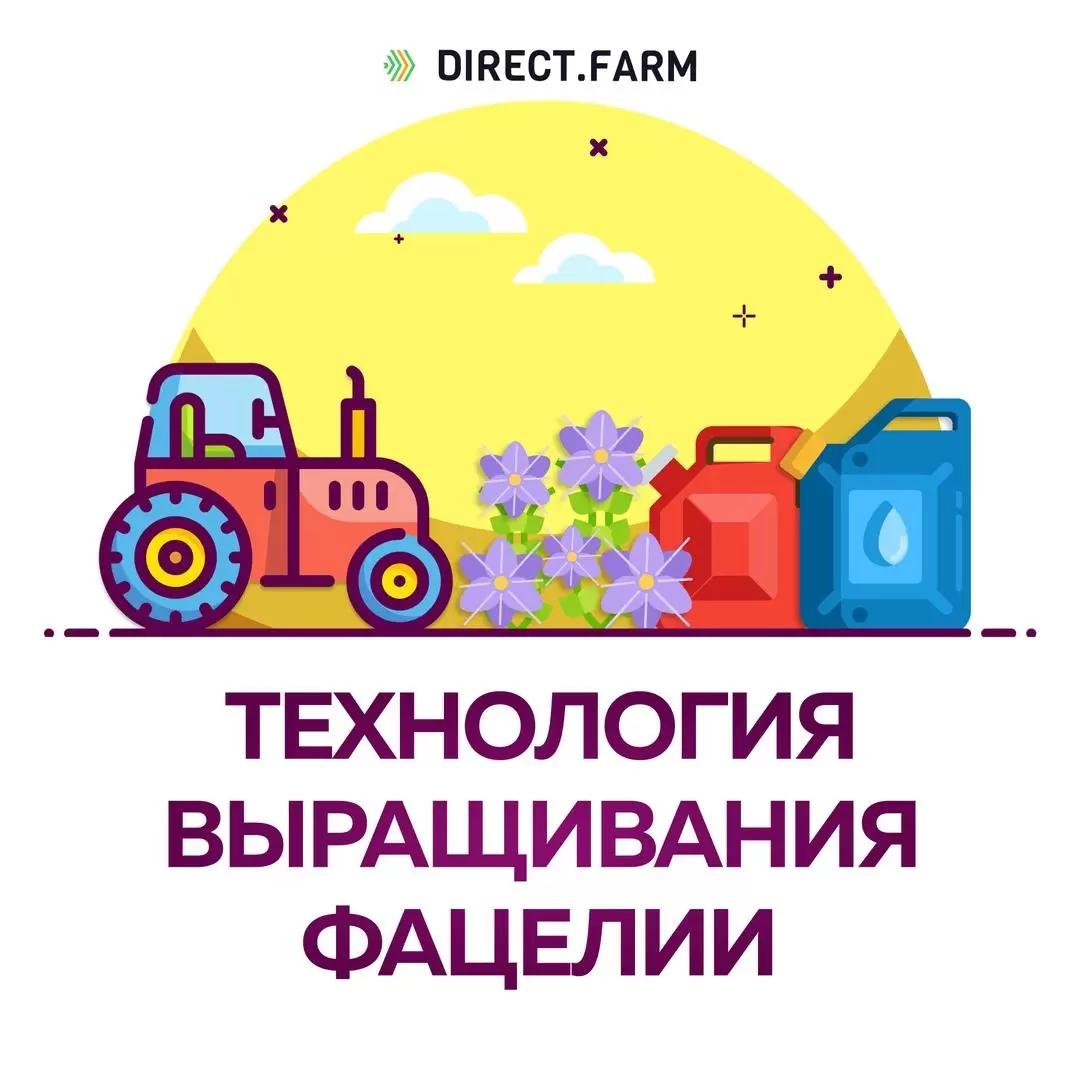 Технология выращивания фацелии