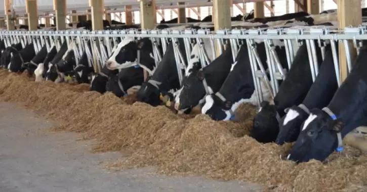 Зарубежный опыт