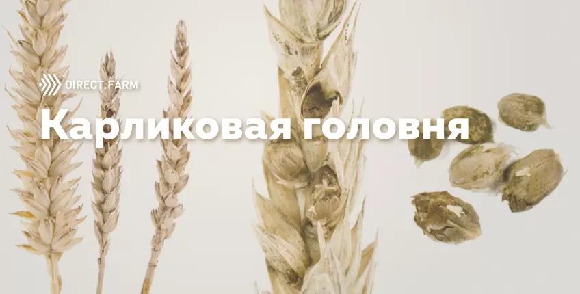 Карликовой головни нет