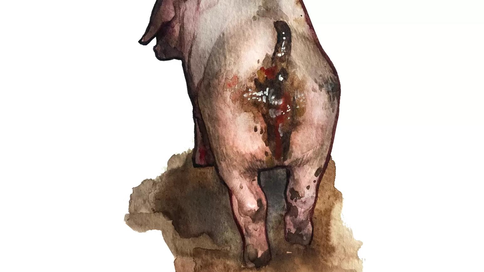 Дизентерия свиней