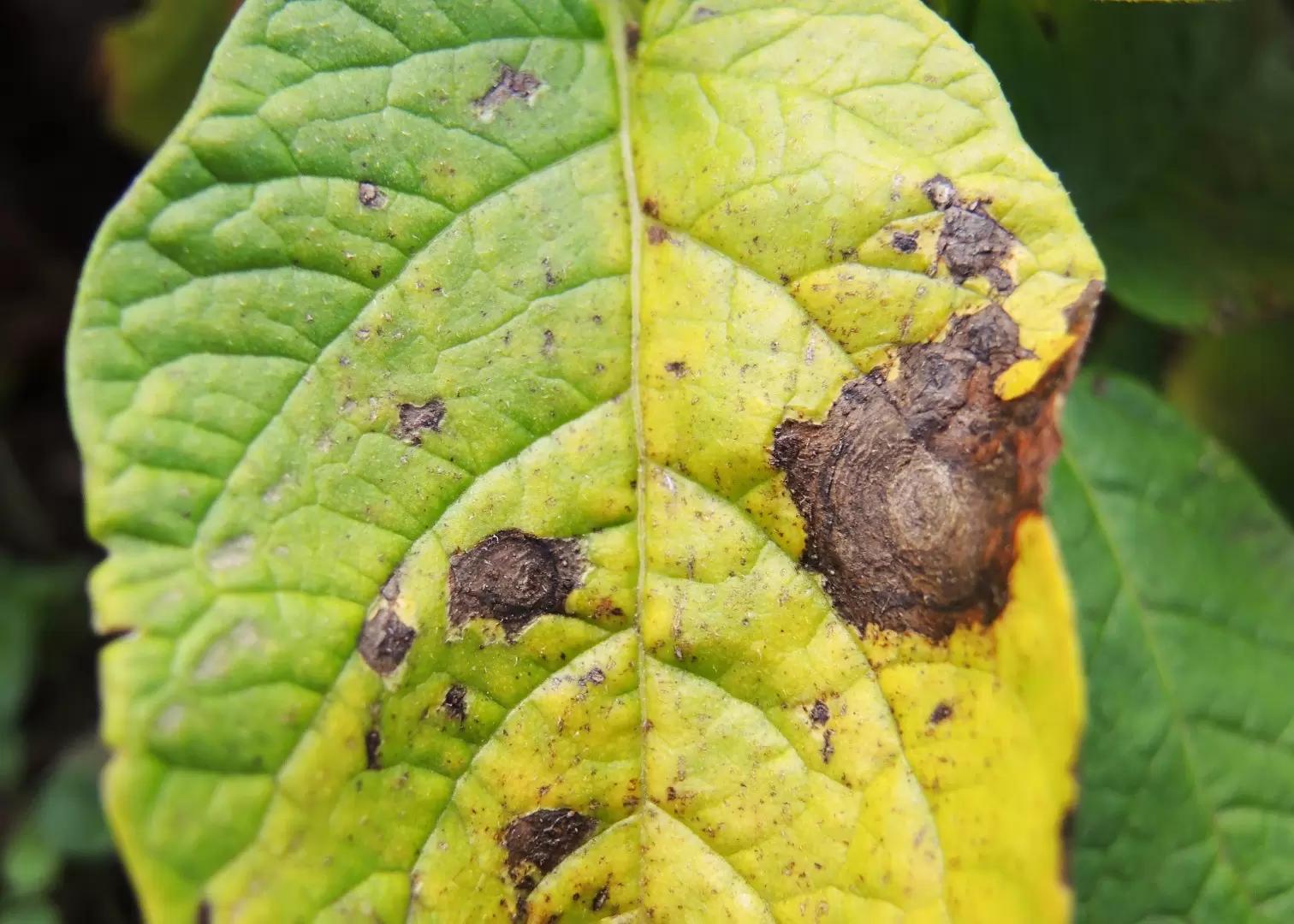 Альтернариоз и стратегии борьбы с ним