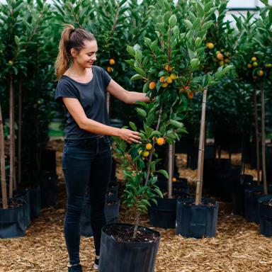 Колоновидный Балконный абрикос Mormon