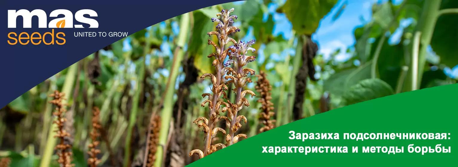Заразиха подсолнечниковая: характеристика и методы борьбы