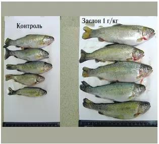 Заслон - адсорбент микотоксинов для рыбы.