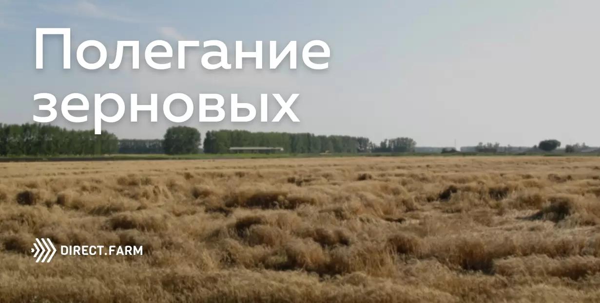 Как предотвратить полегание зерновых?